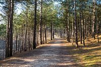 The forest in Schoorl