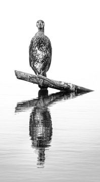 Contact visuel avec un cormoran. sur Wouter Van der Zwan