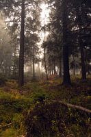 Mystic Forest