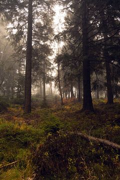 Mystic Forest van Holger Spieker