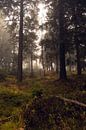 Mystic Forest by Holger Spieker thumbnail