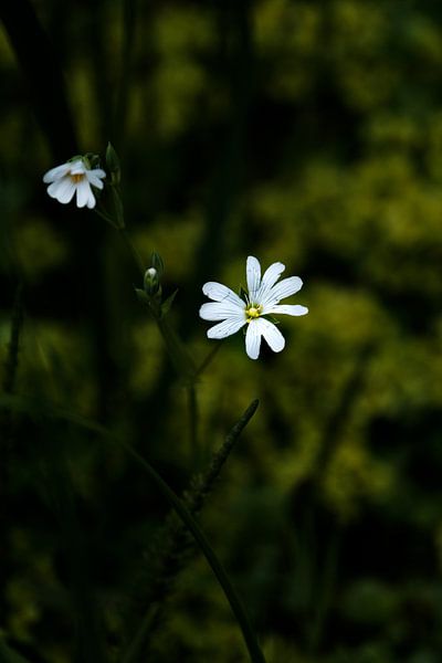 Weiße Blume im Licht von Joost de Groot