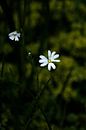 Weiße Blume im Licht von Joost de Groot Miniaturansicht