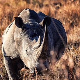 White rhinoceros (Ceratotherium simum) in the wild. by Aad Clemens