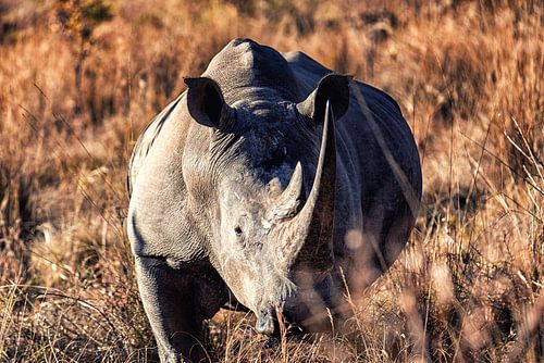White rhinoceros (Ceratotherium simum) in the wild.