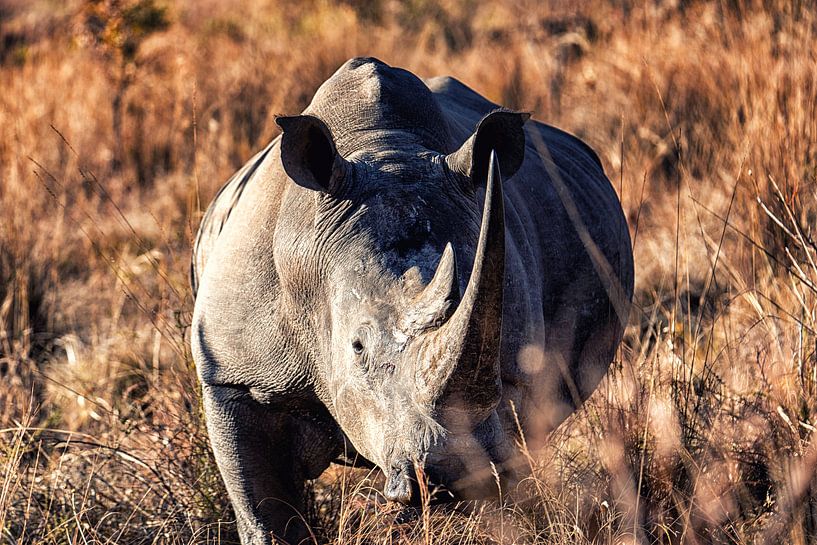 Breitmaulnashorn von Aad Clemens