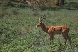 Impala by G. van Dijk