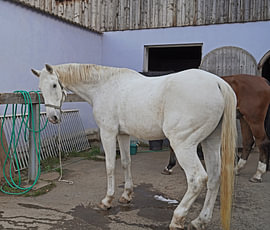 Preparation of the horse before the ride