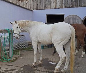 Vorbereitung des Pferdes vorm Ausritt