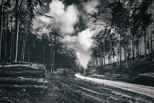 Een nacht in het bos - Een plek om te onthouden