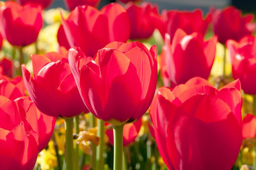 Tulip field red with yellow by Ivonne Fuhren- van de Kerkhof