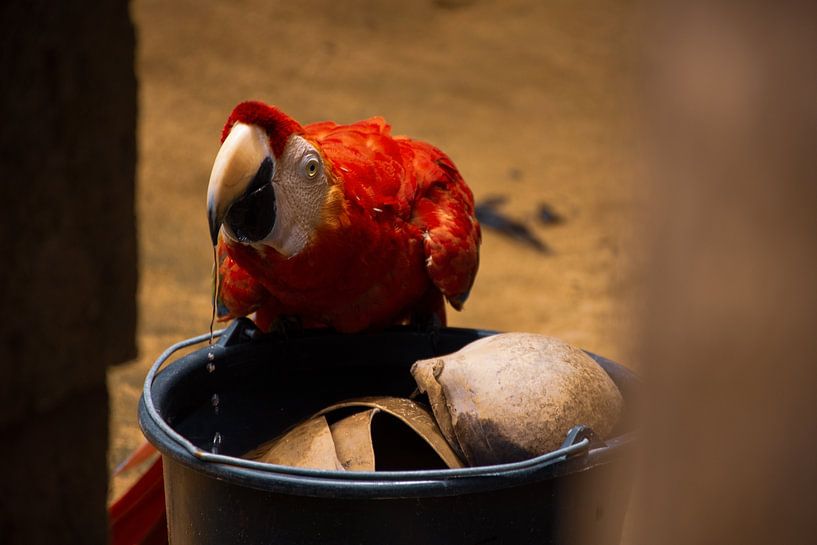 Thirsty Macaw by Kim Michiels
