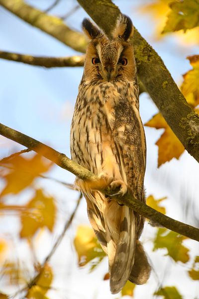 Long-eared owl sitting high up in a tree with yellow leafs by Sjoerd van der Wal Photography