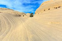 Twenty mile dinosaur track