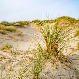 Le silence dans les dunes hollandaises sur I Should Shutter
