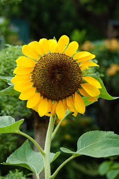 Blühende Sonnenblume