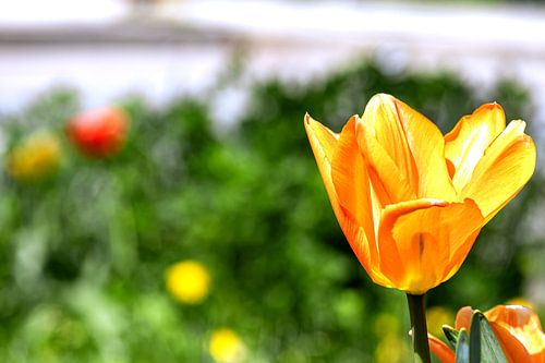 Bloemig : Bloesem in het gouden uur