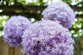 bollen bloeiende sierui in lila paarse look sur Idema Media