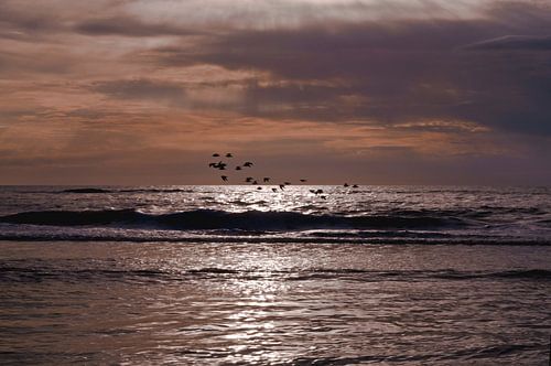 Een zwerm vogels tegen de stralende avondhemel boven de Noordzee in Denemarken