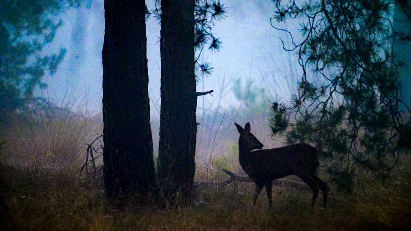 Der Wald erwacht von Jolanda Stam