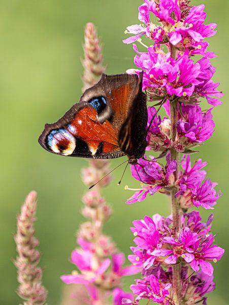 Kleurrijke vlinder van Larissa Geuke