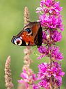Kleurrijke vlinder van Larissa Geuke thumbnail