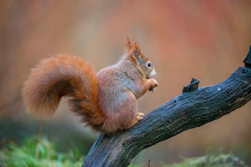 Eichhörnchen, Sciurus vulgaris von Gert Hilbink