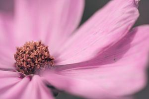 Grote roze Cosmos / Cosmea bloem close-up van KB Design & Photography (Karen Brouwer)