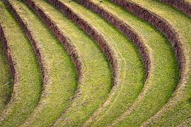 Inka-Terrassen in Pisac, Peru (Detail) von Alle de Vries