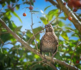Blackbird female in apple tree by ManfredFotos