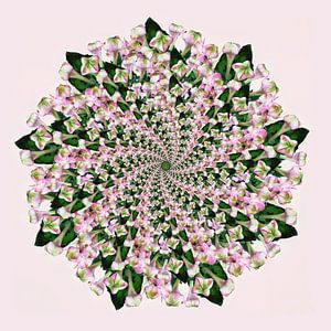 Spirale Mandala rosa von Klaartje Majoor