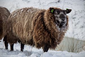Schafe im Schnee