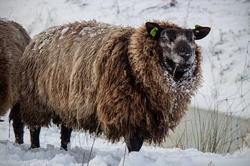 Schaap in de sneeuw