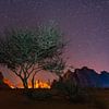 Desert tree under a starry sky by Jeroen Kleiberg