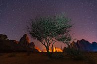 Wüstenbaum unter einem Sternenhimmel von Jeroen Kleiberg Miniaturansicht