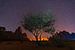 Woestijnboom onder een sterrenhemel van Jeroen Kleiberg