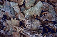 Frosted Leaves