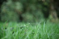 Diep in de natuur