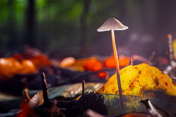 Milk-stalked mycena