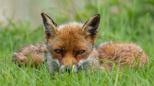Renard couché dans les Oostvaardersplassen