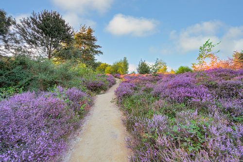Path through the blooming heathland