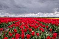 Rotes Tulpenfeld in den Niederlanden von Nick Janssens Miniaturansicht