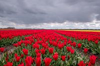 Champ de tulipes rouges aux Pays-Bas