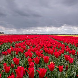 Red tulipfield in the Netherlands van Nick Janssens