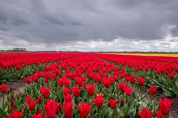 Red tulipfield in the Netherlands van Nick Janssens