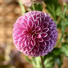 Bulwark by Ellinor Creation