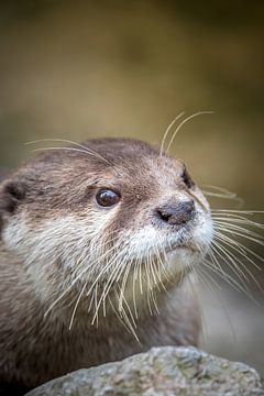 Nieuwsgierige Dwerg-Otter speelt verstoppertje achter een steen. van Wildlife Designs