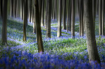 Hyacinth Dream sur Rob Visser