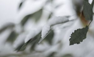 Löffel mit Schnee