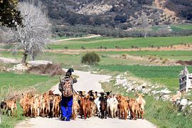 Goat herder on the way. by Jan Katuin